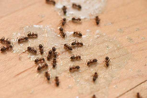 Best Commercial Pest Control Services  in Warm Springs, OR